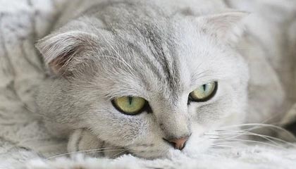 攻防两端核心携手复出 申花期待双锋重回巅峰状态